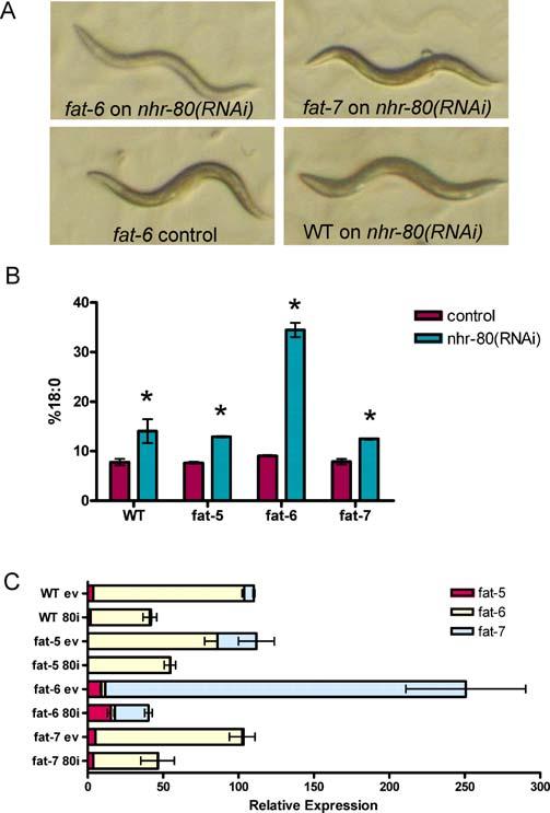 Figure 7. Effects of nhr-80(rnai) in the D9 Desaturase Mutant Background (A) Photographs showing adult worms after 4 d of growth on nhr- 80(RNAi) and empty vector control bacteria.