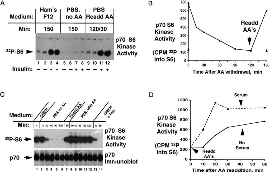 14486 Amino Acid Regulation of Protein Phosphorylation FIG. 1. A, effect of amino acid withdrawal on p70 S6 kinase activity in CHO-IR cells.