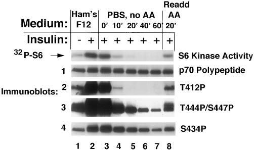 14488 Amino Acid Regulation of Protein Phosphorylation slowest migrating bands, a response shown previously to be due to increased eif-4e-bp phosphorylation (25 27, 31, 32).