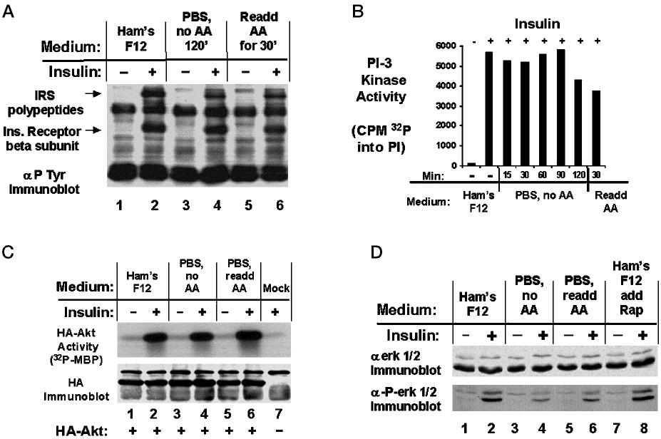 Amino Acid Regulation of Protein Phosphorylation 14489 FIG. 5. A, effect of amino acid withdrawal on insulin-stimulated tyrosine phosphorylation in CHO-IR cells.