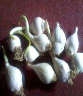 PARYAYA NAMAS (Synonyms): Table No. 2. Showing synonyms of Ekakalika Lashuna (Allium ascalonicum Linn). Sl. No. D. N. K. N. R. N. B. P. N. N. A. 1. Mahakanda + - + - - 2.