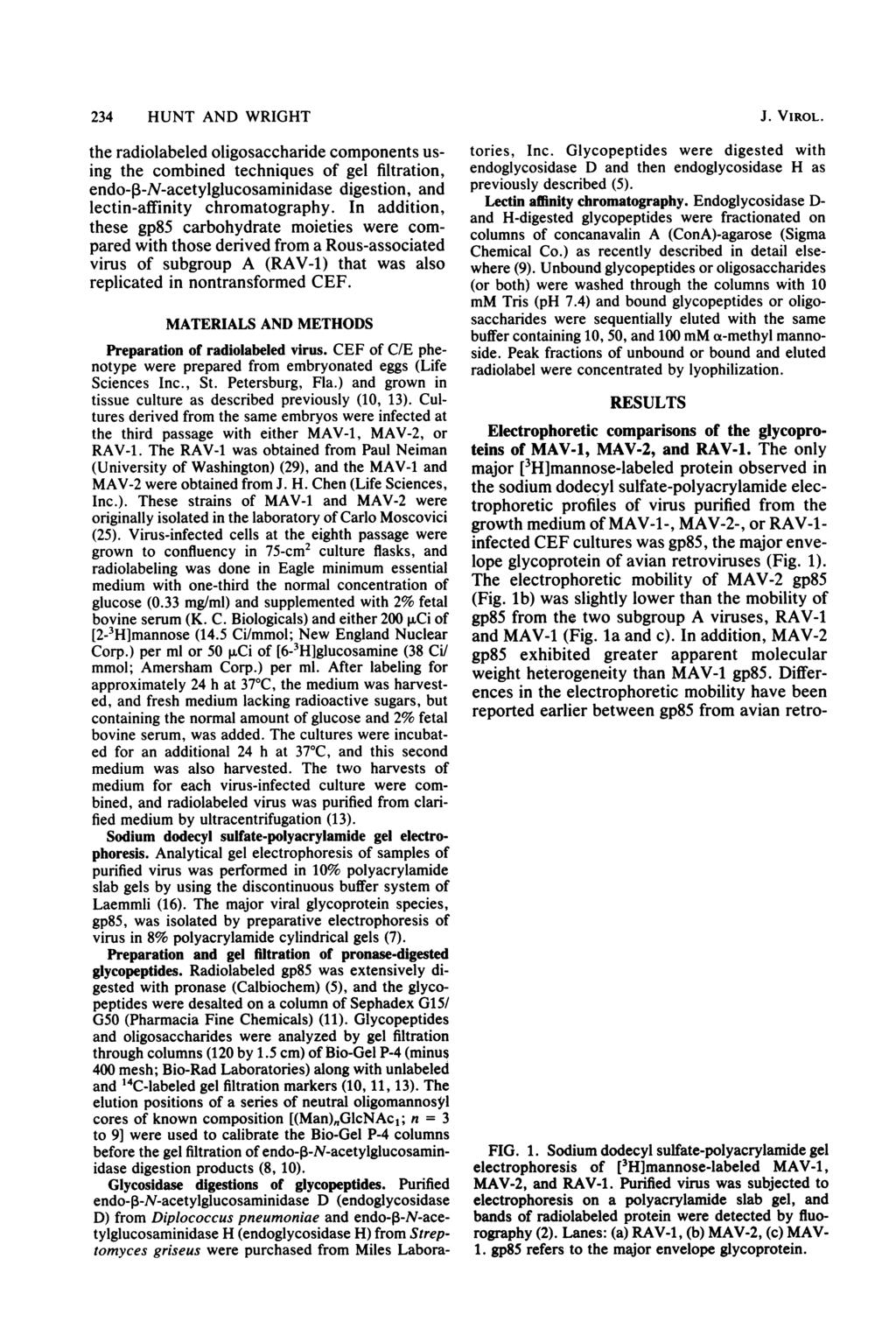 234 HUNT AND WRIGHT the radiolabeled oligosaccharide components using the combined techniques of gel filtration, endo-p-n-acetylglucosaminidase digestion, and lectin-affinity chromatography.