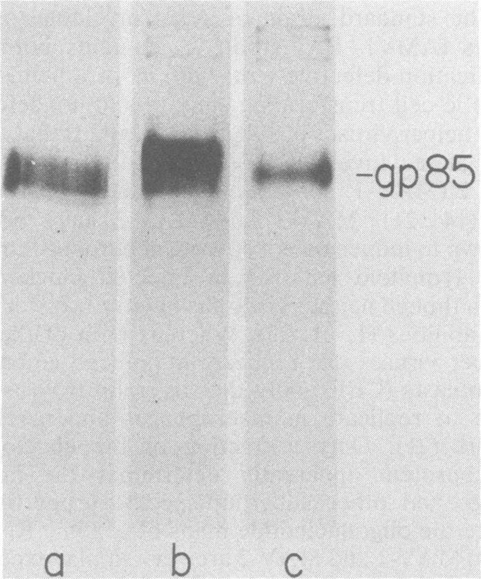 MATERIALS AND METHODS Preparation of radiolabeled virus. CEF of C/E phenotype were prepared from embryonated eggs (Life Sciences Inc., St. Petersburg, Fla.