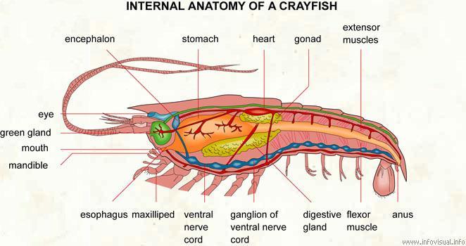 CRAYFISH CONCLUSION: (10 PTS) You have just finished examining the internal and external crayfish anatomy.