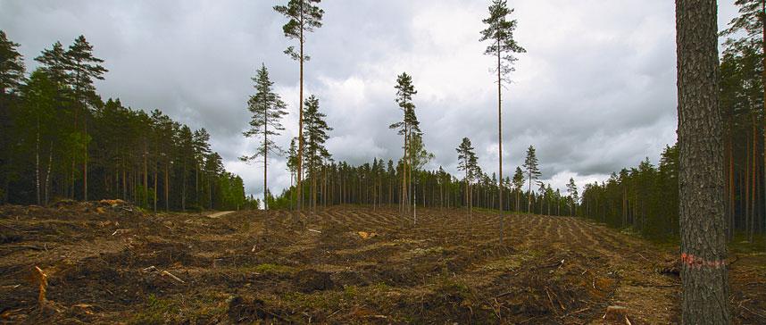 METSA MAJANDAMINE AASTANI 2021 3.2. Metsakasvatus Metsauuendust vajavate ja uuenevate alade üle peetakse arvestust metsauuendusfondis. Põlvamaa metskonna metsauuendusfondis oli seisuga 31.12.