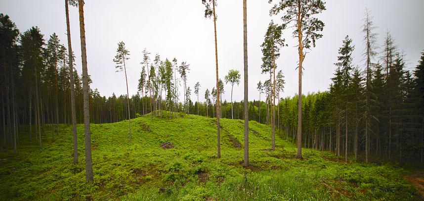 METSA MAJANDAMINE AASTANI 2021 Tabelis 19 on toodud Põlvamaa metskonnas aastateks 2012 2031 kavandatud uuendusraie pindalade ja tagavarade kokkuvõte. Tabel 19.