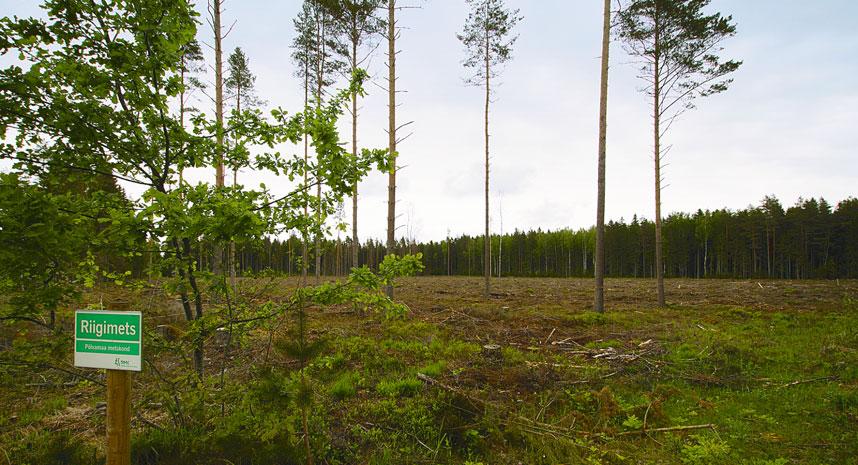 METSA MAJANDAMINE AASTANI 2021 3.8. Aastane puidukasutuse maht Põlvamaa metskonna prognoositavast aastasest puidukasutuse mahust annab ülevaate tabel 20. Tabel 20.