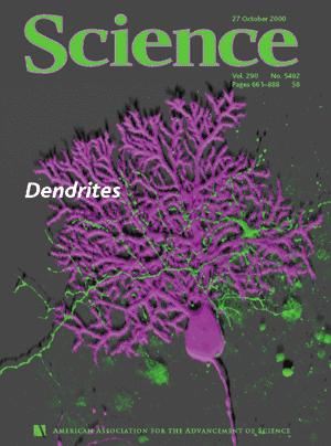 Actin-based plasticity in dendritic spines Matus A SCIENCE 290: (5492) 754-758 OCT 27 2000 The central nervous system functions primarily to convert patterns of activity in sensory receptors into.