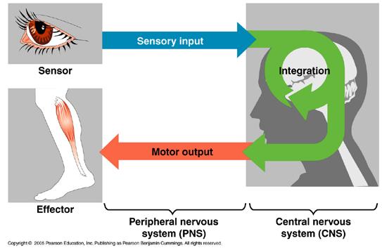 Activation of these receptors initiates the postural reflex: motor
