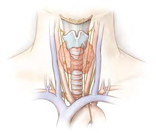 Understanding the Parathyroid Glands The parathyroid glands are usually no bigger than grains of rice. Their main job is to keep the level of calcium in the blood within a certain range.