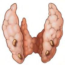 This has effects throughout the body. The Parathyroid Glands The parathyroid glands are most often found behind the thyroid gland in the neck. The exact locations can vary with each person.