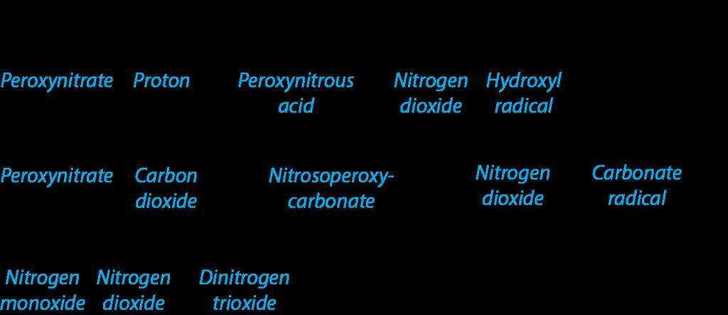 Reactive Nitrogen Species Peroxynitrite is Formed from Nitric Oxide and Superoxide Peroxynitrite