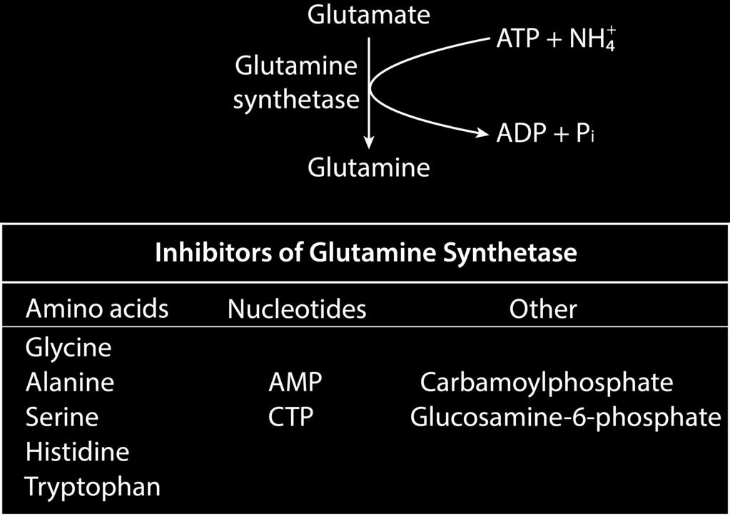 α-ketoglutarate Family Glutamine