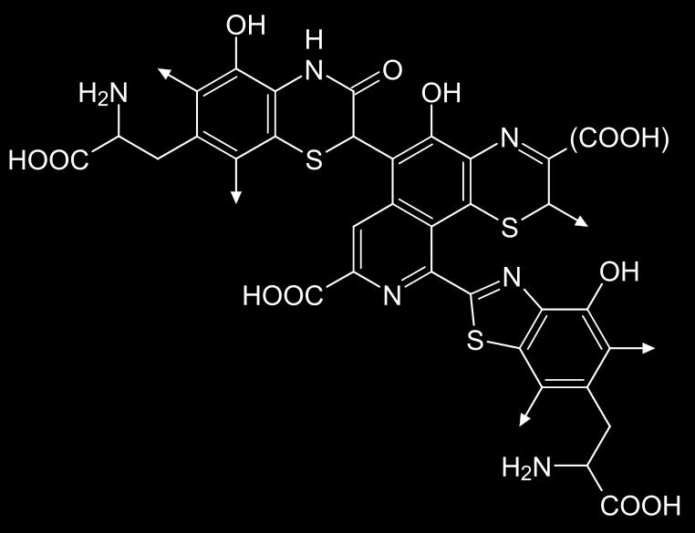 Aromatic Family Tyrosine Metabolism