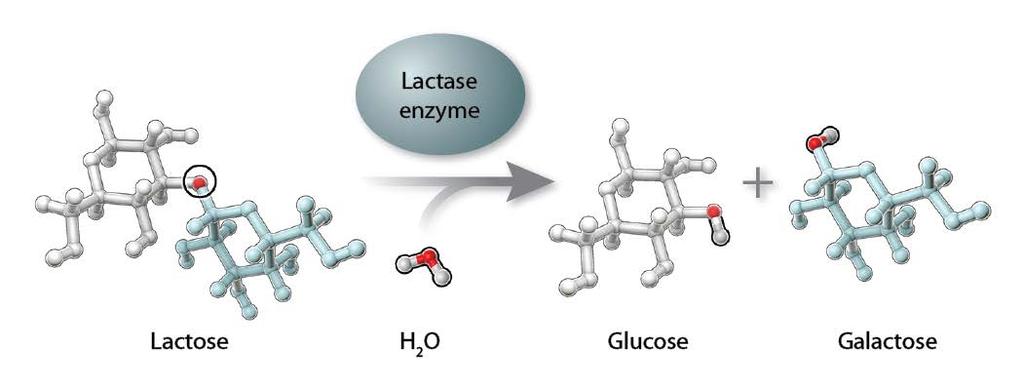 Why would measuring blood glucose levels tell you whether someone can digest lactose? In the intestine, the lactose in milk is broken down into glucose and galactose by the enzyme lactase.