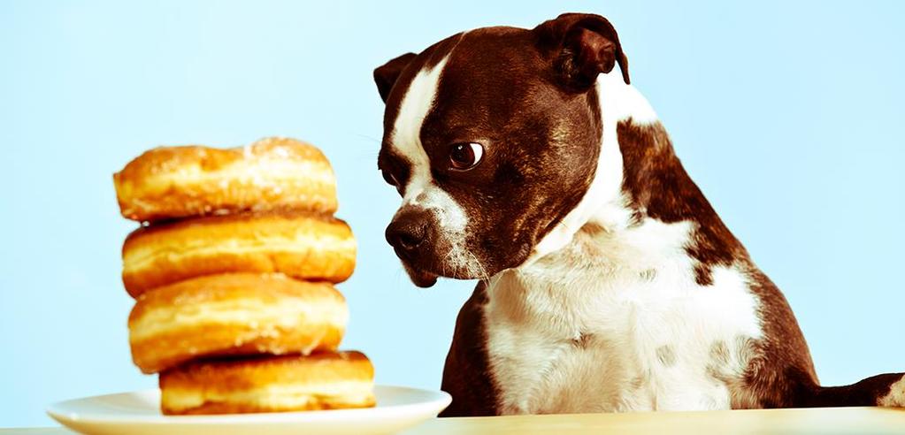 Our nutrition experts have put together a handy list of the top toxic people foods to avoid feeding your pet.