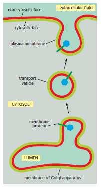 Cytosolic