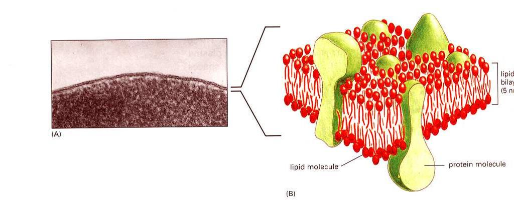 Lipid bilayer 5 nm Functions of the