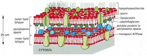 ( Gram-negative ) bacteria have two cell membranes outer membrane: porins render
