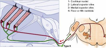 Efferent innervation in the cochlea Efferents from lateral