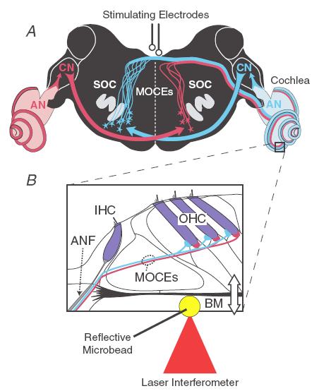 Stimulation of MOC fibers