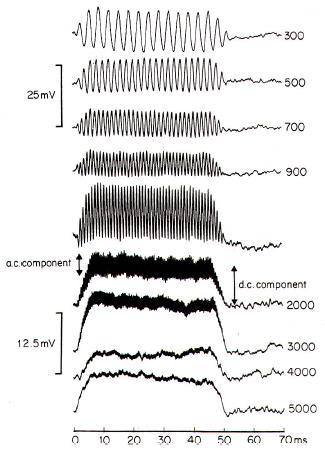 Response to Time: Phase-locking Depends on Stimulus Frequency The ability of the auditory nerve to synchronize to the sound stimulus is dependent on the stimulus frequency.