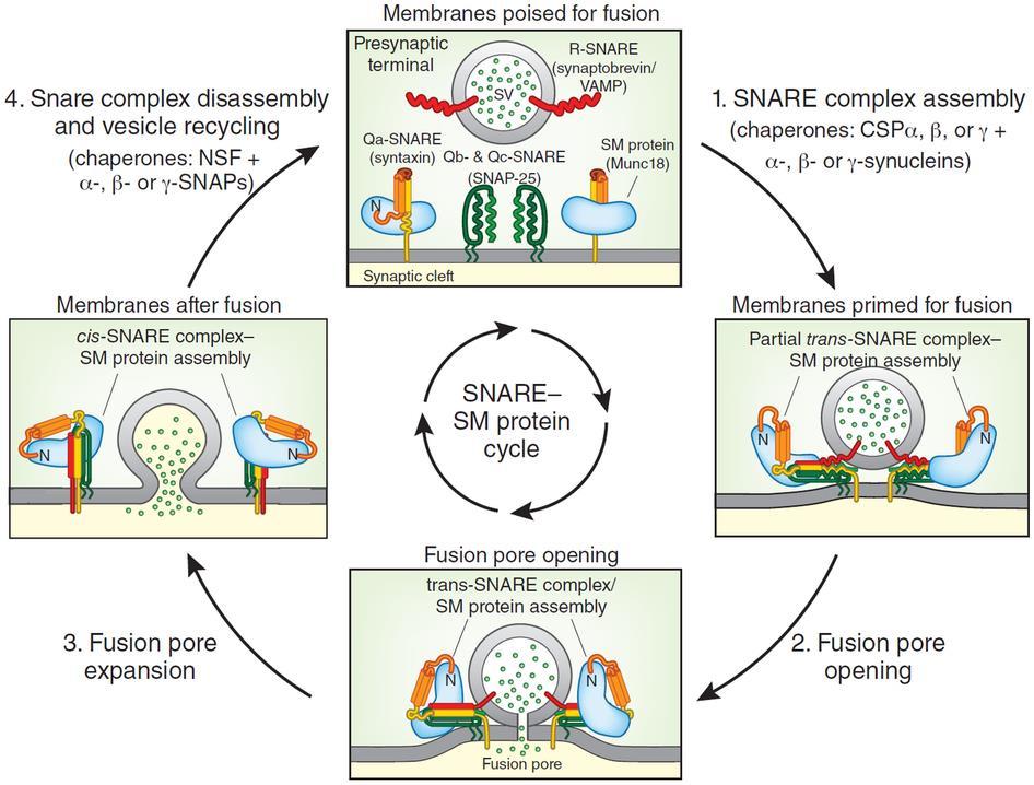 The synaptic vesicle cycle NT