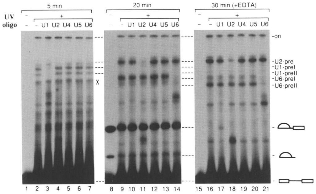 Results Cross-linking of snrnas to pre-mrna during the splicing reaction We prepared pre-mrna (6EX14-15 RNA) by in vitro transcription of the plasmid that contains exons 14 and 15 and the