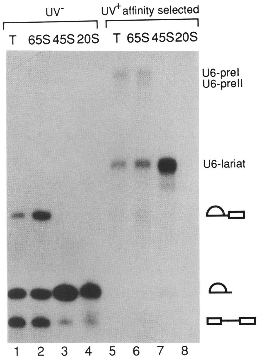 oligonucleotide (Fig. 8). U6-preI and U6- prell were selected only from the 65S spliceosome fraction (lane 6), which is consistent with the results described in Figure 7.