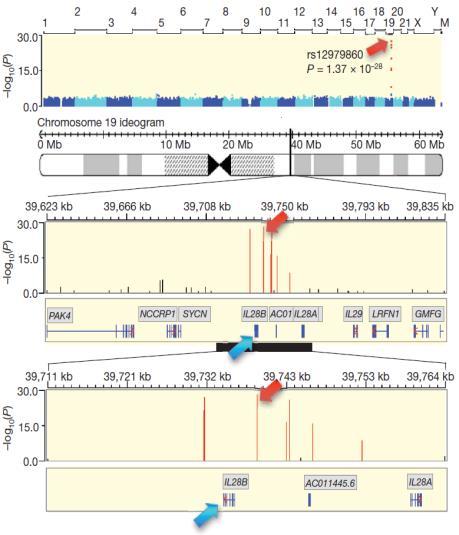 rs12962 IL28B IL28B = IFN-lambda-3 Ge*, Fellay*, Thompson* et al, Nature, 29 C/C genotype predicts SV IDEAL: IL28B-type is the strongest pre-treatment