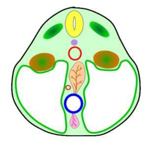 The Position of the Pancreatic Buds Is Altered by Two Rotations 1.