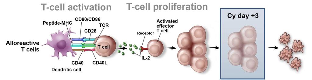 those proliferating, express low levels of ALDH1 and are sensitive to Cy anti-infectious immunity anti-tumour immunity Memory T cells,