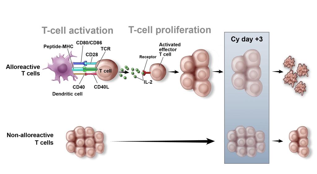 Cyclophosphamide-induced tolerance Proliferating ALLOREACTIVE cells are killed