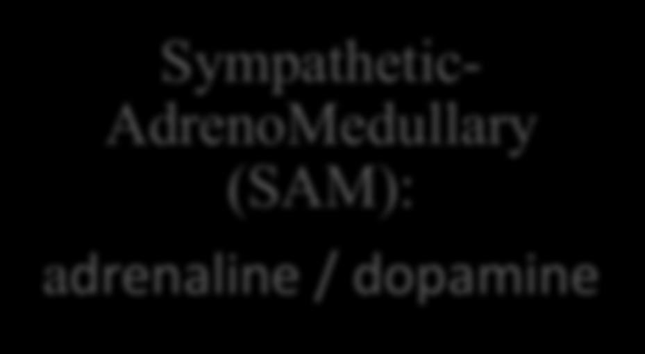 dopamine Hypothalamic-Pituitary