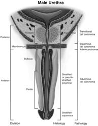 Length : Average 18-20 cm Penile and Bulbar: 13-15 cm Membranous: 2-2.