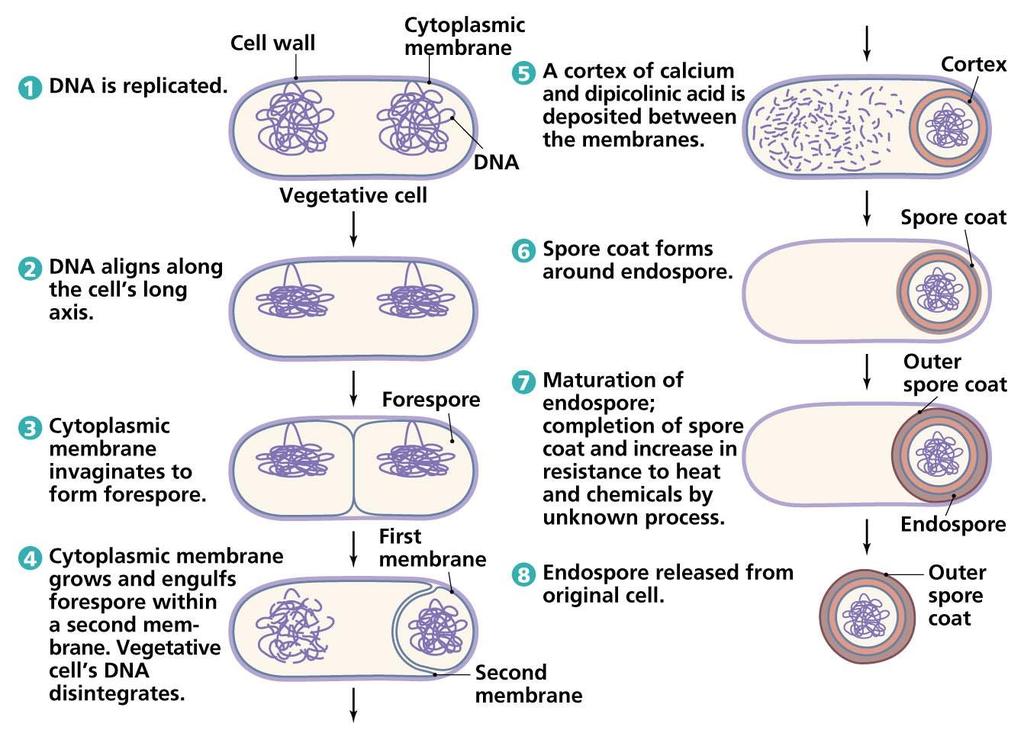 An endospore is an extremely resistant dormant cell structure produced by some bacterial species (term endospore: 'endo-' means 'inside' and '-spore' refers to the 'dormant structure,') so the