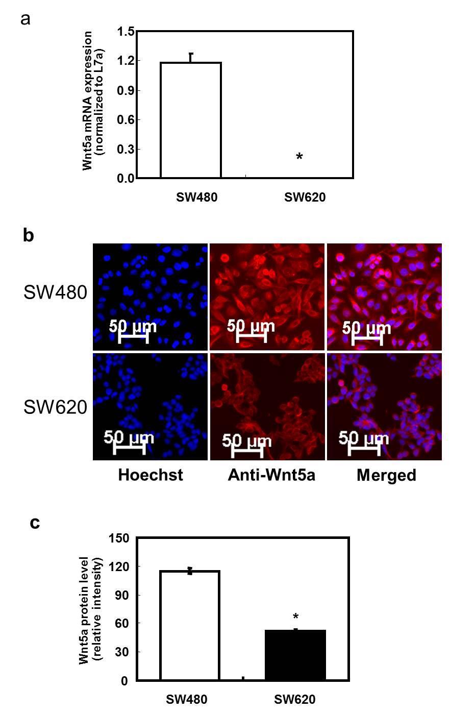 Figure 4.1 Protein and mrna expression of Wnt5a in non-metastatic human colon cancer cell line SW480 and highly metastatic cell line SW620. a. Relative mrna expression of Wnt5a in SW480 and SW620 presented as the ratio to the L7a housekeeping gene (n=3).