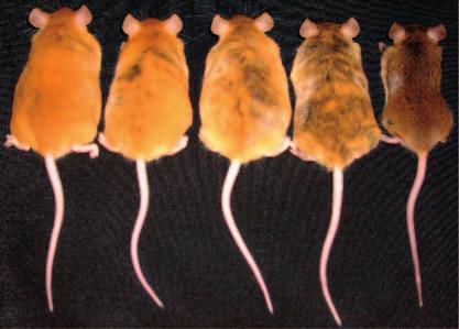 FOCUS ON EPIGENETICS REVIEWS a Ectopic agouti expression A vy IAP a b Developmental agouti expression A vy IAP a A vy /a X-chromosome inactivation The process that occurs in female mammals by which