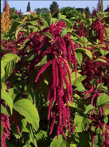 Pseudocereals Starch-rich seeds that are dicotyledonous Amaranth,