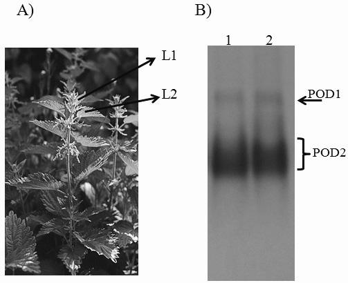 in nettle (30,31,32). As shown in Table 2, the total phenolic content in ethanol extract of nettle leavess is high (208.