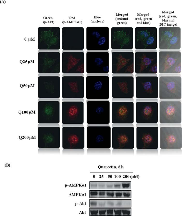 1494 LEE and PARK: THE MUTUAL INHIBITION OF AMPK AND Akt Figure 1. Quercetin decreases Akt activity and increases AMPK 1 activity in MCF-7 breast cancer cells.