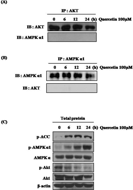 1496 LEE and PARK: THE MUTUAL INHIBITION OF AMPK AND Akt Figure 3. There is no direct binding between Akt and AMPK 1 in quercetintreated MCF-7 breast cancer cells.