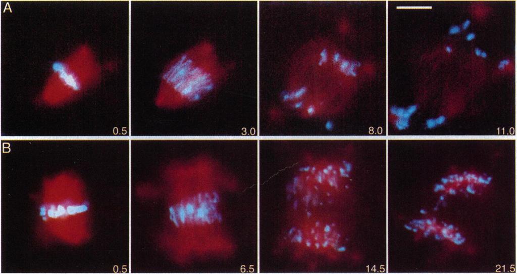 05,ug/ml, and the microtubules were visualized by supplementing the extracts with 50-100,ug/ml of tetramethylrhodamine-labeled tubulin (13).