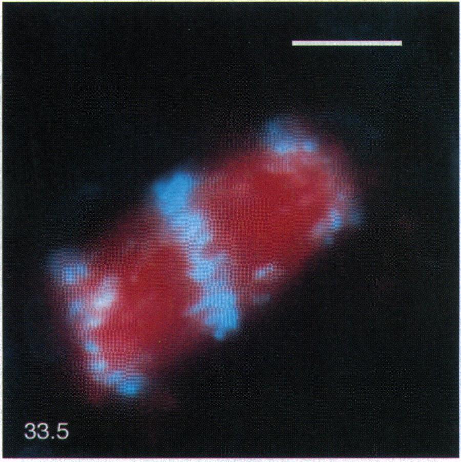 The middle telophase chromosome marked by the small arrowhead moves to the left center. The lower telophase chromosome marked by a large arrowhead moves toward a lower aster center. (Bar = 20,Lm.