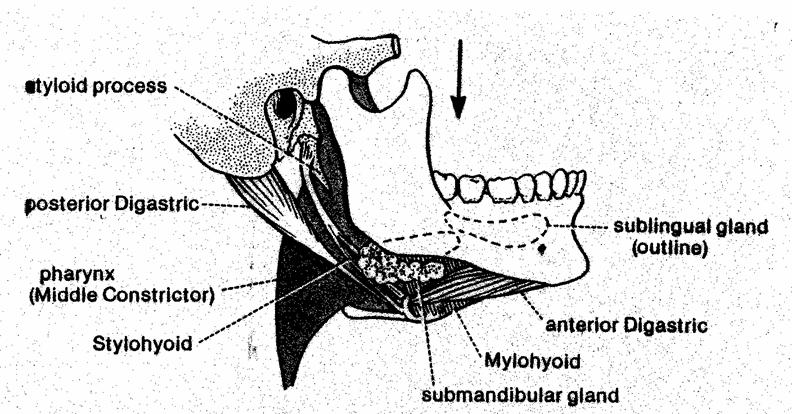Jaw Opening Musculature: Diagastric Muscle Anterior belly innervated