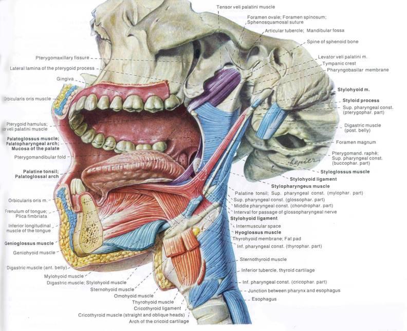 Note! Stylohyoid,