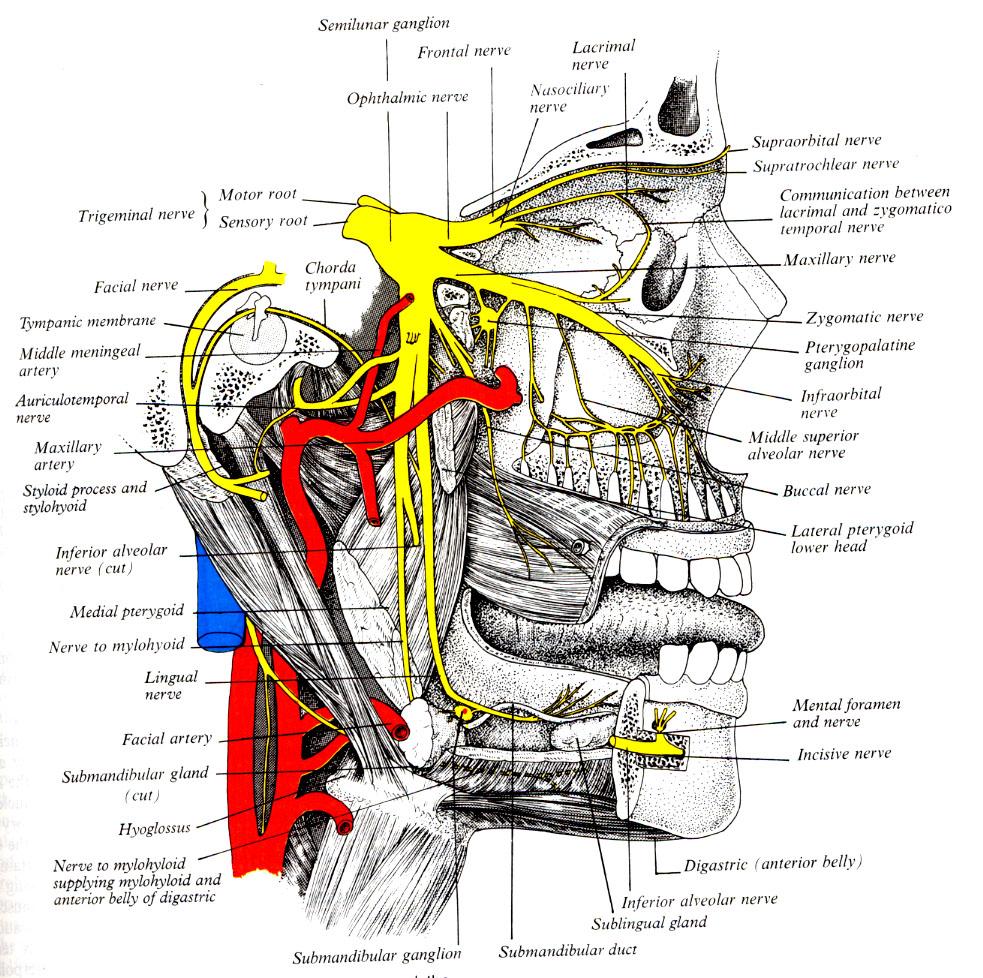 Opthalmic and maxillary