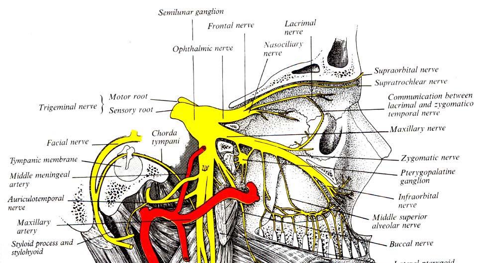 Opthalmic and maxillary nerve pathways/medial view of lateral cut away orbit Lateral path of