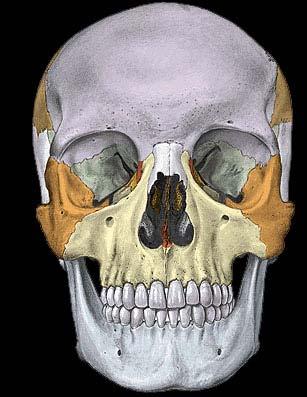Cranial Nerve VII The Facial