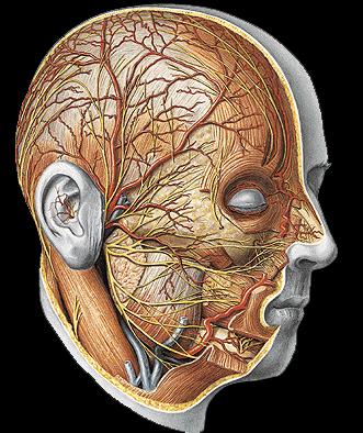 Cranial Nerve VII a Temporal b